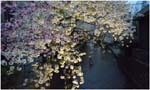 032.Kyoto evening blossoms