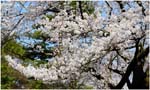 067.Kenroku-en blossoms
