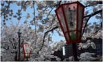 074.Kanazawa blossoms