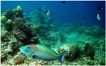 035.Parrotfish V2.jpg